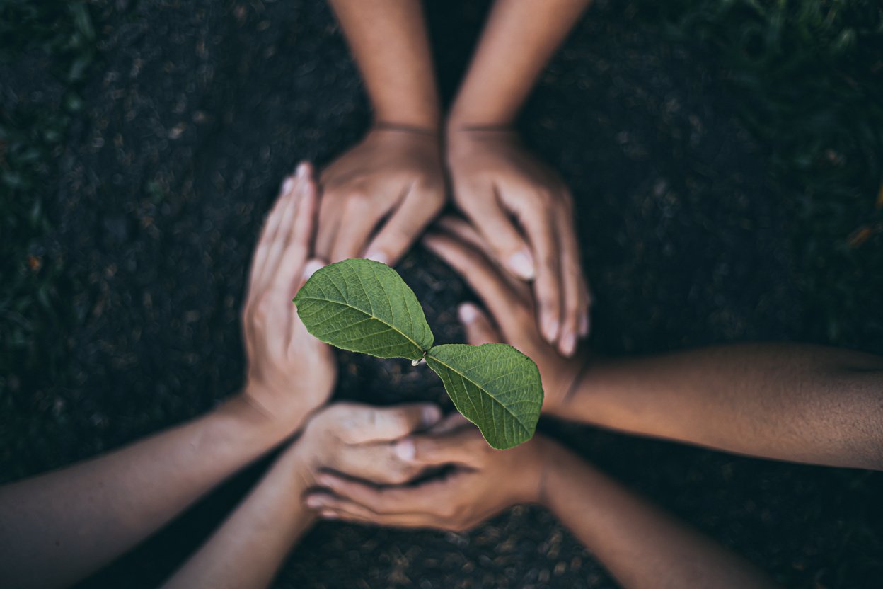 Plant a tree